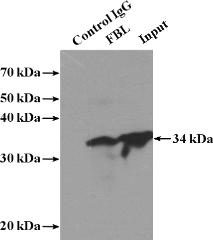 IP Result of anti-FBL (IP:Catalog No:110537, 4ug; Detection:Catalog No:110537 1:500) with A375 cells lysate 3600ug.