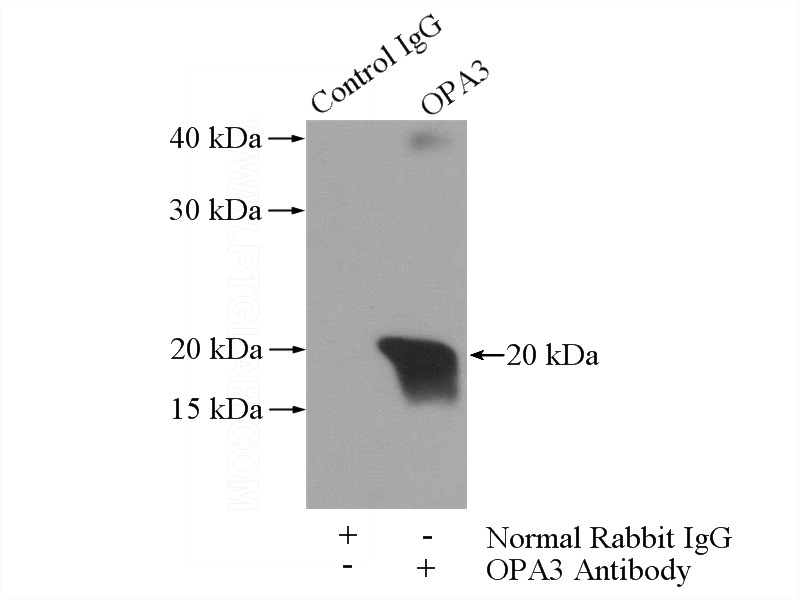 IP Result of anti-OPA3 (IP:Catalog No:113351, 3ug; Detection:Catalog No:113351 1:400) with HeLa cells lysate 2440ug.