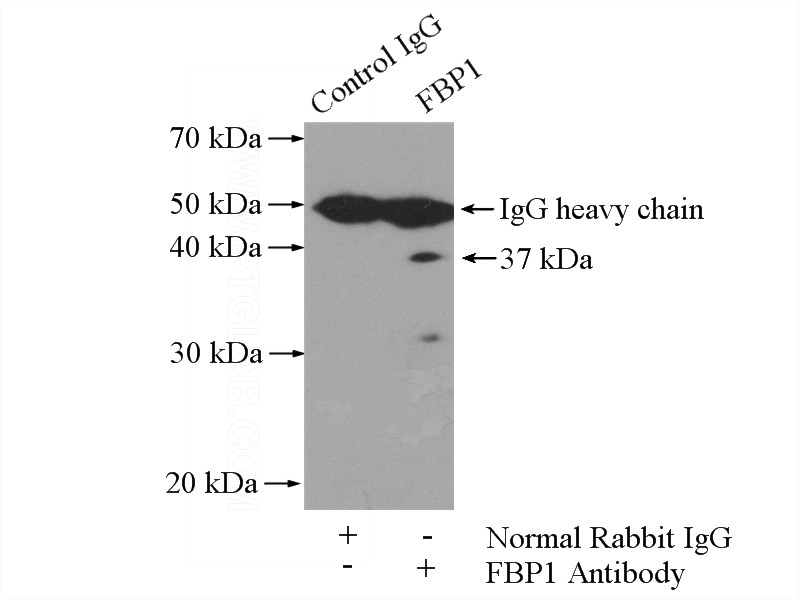 IP Result of anti-FBP1 (IP:Catalog No:110539, 4ug; Detection:Catalog No:110539 1:500) with HepG2 cells lysate 3200ug.