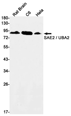 Western blot detection of SAE2 / UBA2 in Rat Brain,C6,Hela cell lysates using SAE2 / UBA2 Rabbit mAb(1:1000 diluted).Predicted band size:71kDa.Observed band size:90kDa.