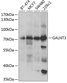 Western blot - GALNT3 Polyclonal Antibody 