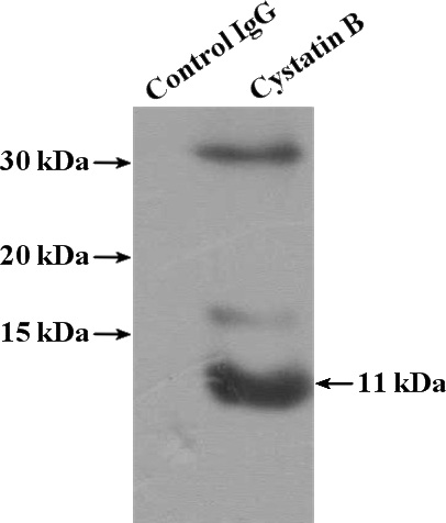 IP Result of anti-CSTB (IP:Catalog No:107657, 4ug; Detection:Catalog No:107657 1:4000) with MCF-7 cells lysate 1320ug.