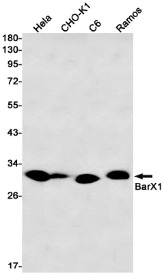 Western blot detection of BarX1 in Hela,CHO-K1,C6,Ramos cell lysates using BarX1 Rabbit mAb(1:1000 diluted).Predicted band size:27kDa.Observed band size:27kDa.