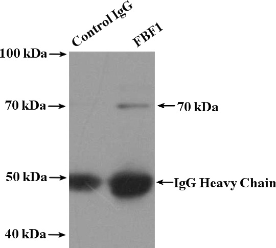 IP Result of anti-FBF1 (IP:Catalog No:110536, 4ug; Detection:Catalog No:110536 1:400) with mouse brain tissue lysate 5000ug.