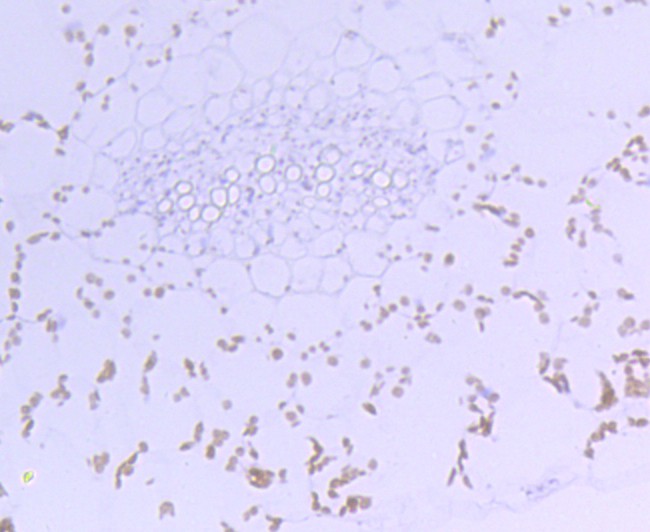 Fig2: Immunohistochemical analysis of paraffin-embedded A. thaliana using anti-Rubisco activase rabbit polyclonal antibody.