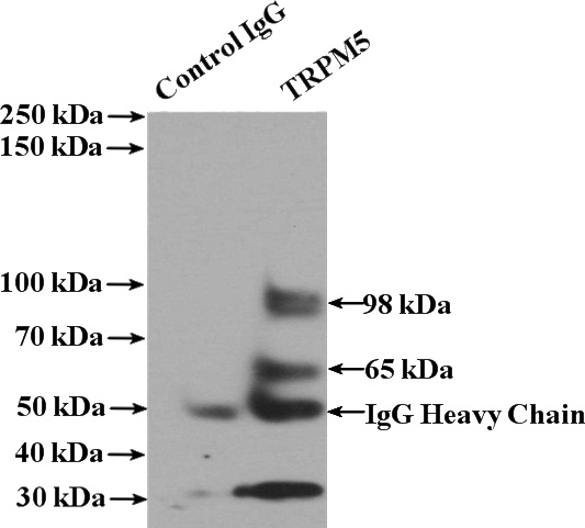 IP Result of anti-TRPM5 (IP:Catalog No:116411, 4ug; Detection:Catalog No:116411 1:300) with mouse liver tissue lysate 4000ug.