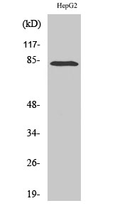 Fig1:; Western Blot analysis of various cells using RBAK Polyclonal Antibody cells nucleus extracted by Minute TM Cytoplasmic and Nuclear Fractionation kit (SC-003,Inventbiotech,MN,USA).