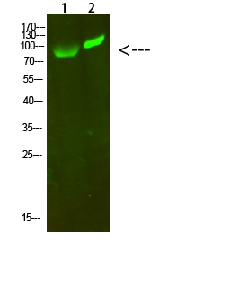 Fig1:; Western Blot analysis of 1,293T 2,hela cells using primary antibody diluted at 1:1000(4°C overnight). Secondary antibody: Goat Anti-rabbit IgG IRDye 800( diluted at 1:5000, 25°C, 1 hour)