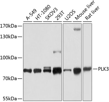 Western blot - PLK3 Polyclonal Antibody 