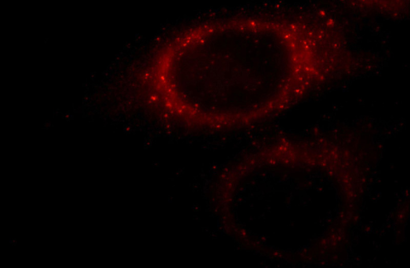 Immunofluorescent analysis of HepG2 cells, using STAM antibody Catalog No:115672 at 1:25 dilution and Rhodamine-labeled goat anti-rabbit IgG (red).