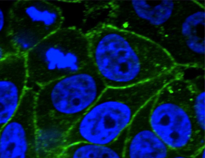 Immunofluorescent analysis of (-20°C Ethanol) fixed HepG2 cells using Catalog No:109124(CD44 Antibody) at dilution of 1:50 and Alexa Fluor 488-congugated AffiniPure Goat Anti-Rabbit IgG(H+L)