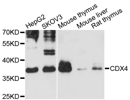 Western blot - CDX4 Polyclonal Antibody 