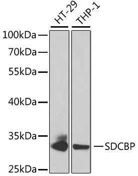 Western blot - SDCBP Polyclonal Antibody 