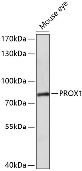 Western blot - PROX1 Polyclonal Antibody 