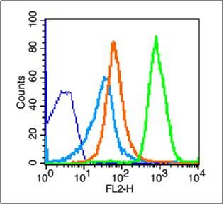Fig1: Blank control (blue line): Mouse thymus cells (blue).; Primary Antibody (green line): Rabbit Anti-NKG2D antibody ; Dilution: 1μg /10^6 cells;; Isotype Control Antibody (orange line): Rabbit IgG .; Secondary Antibody (white blue line): Goat anti-rabbit IgG-PE; Dilution: 1μg /test.; Protocol; The cells were fixed with 70% methanol (Overnight at 4℃) . Cells stained with Primary Antibody for 30 min at room temperature. The cells were then incubated in 1 X PBS/2%BSA/10% goat serum to block non-specific protein-protein interactions followed by the antibody for 15 min at room temperature. The secondary antibody used for 40 min at room temperature. Acquisition of 20,000 events was performed.