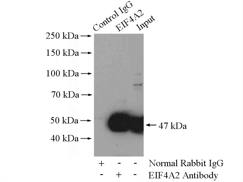 IP Result of anti-EIF4A2 (IP:Catalog No:110202, 4ug; Detection:Catalog No:110202 1:500) with Jurkat cells lysate 4000ug.