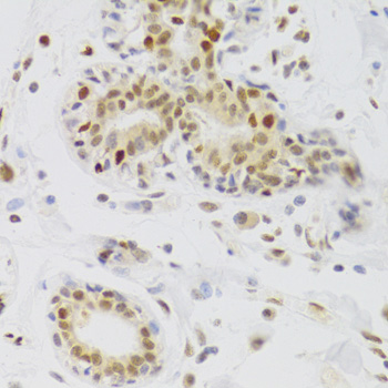 Immunohistochemistry - NASP Polyclonal Antibody 