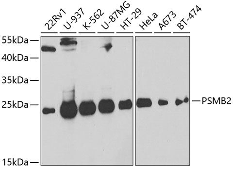 Western blot - PSMB2 Polyclonal Antibody 