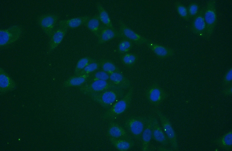 Immunofluorescent analysis of (-20oc Ethanol) fixed HepG2 cells using Catalog No:112596(MGAT5B Antibody) at dilution of 1:50 and Alexa Fluor 488-congugated AffiniPure Goat Anti-Rabbit IgG(H+L)