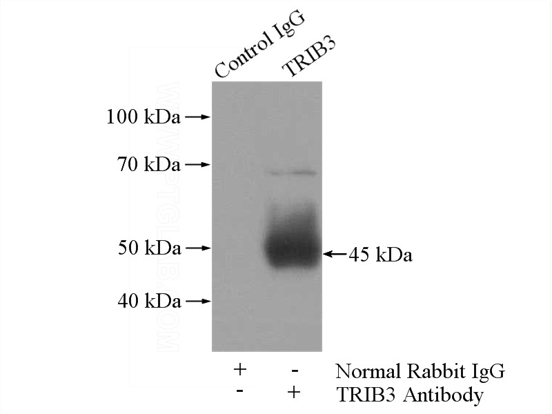 IP Result of anti-TRIB3 (IP:Catalog No:116296, 4ug; Detection:Catalog No:116296 1:500) with mouse liver tissue lysate 4000ug.