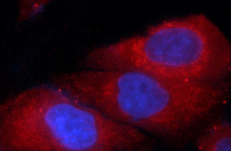 Immunofluorescent analysis of HepG2 cells using Catalog No:107355(ITM2C Antibody) at dilution of 1:50 and Rhodamine-Goat anti-Mouse IgG