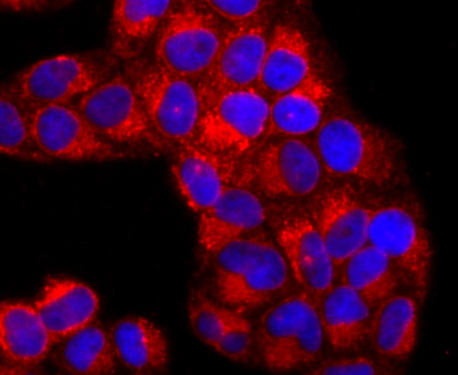 Fig3: ICC staining IL7 in Hela cells (red). The nuclear counter stain is DAPI (blue). Cells were fixed in paraformaldehyde, permeabilised with 0.25% Triton X100/PBS.