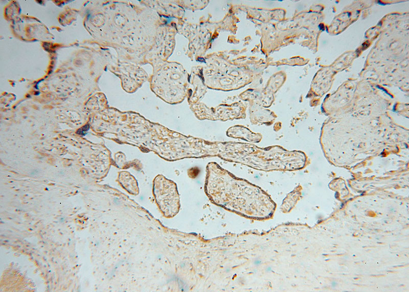 Immunohistochemical of paraffin-embedded human placenta using Catalog No:116295(TRIB2 antibody) at dilution of 1:50 (under 10x lens)