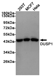 Western blot analysis of extracts from 293T, MCF7 and Hela cells using DUSP1 rabbit pAb at 1:1000 dilution. Predicted band size: 40kDa. Observed band size: 40kDa.