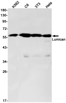 Western blot detection of Lumican in K562,C6,3T3,Hela cell lysates using Lumican Rabbit pAb(1:1000 diluted).Predicted band size:38kDa.Observed band size:60kDa.