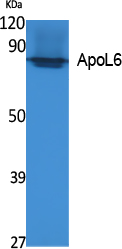 Fig1:; Western Blot analysis of extracts from K562 cells, using ApoL6 Polyclonal Antibody.. Secondary antibody（catalog#: HA1001) was diluted at 1:20000