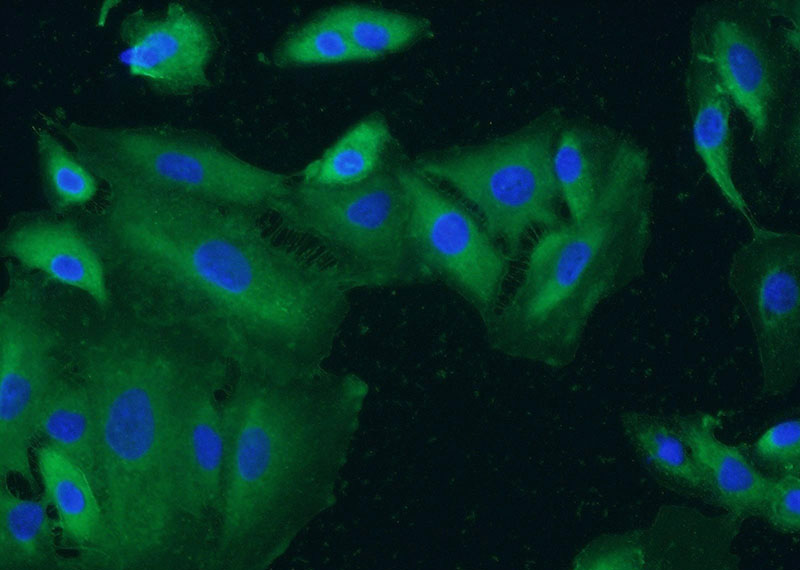 Immunofluorescent analysis of A549 cells using Catalog No:111858(Integrin alpha-3 Antibody) at dilution of 1:50 and Alexa Fluor 488-congugated AffiniPure Goat Anti-Rabbit IgG(H+L)