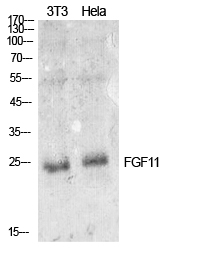 Fig1:; Western Blot analysis of NIH-3T3, Hela cells using FGF-11 Polyclonal Antibody.. Secondary antibody（catalog#: HA1001) was diluted at 1:20000