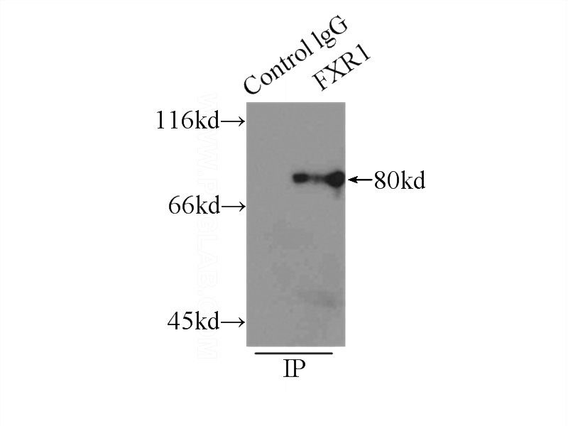 IP Result of anti-FXR1 (IP:Catalog No:110752, 3ug; Detection:Catalog No:110752 1:800) with mouse skeletal muscle tissue lysate 8000ug.