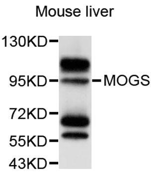 Western blot - MOGS Polyclonal Antibody 