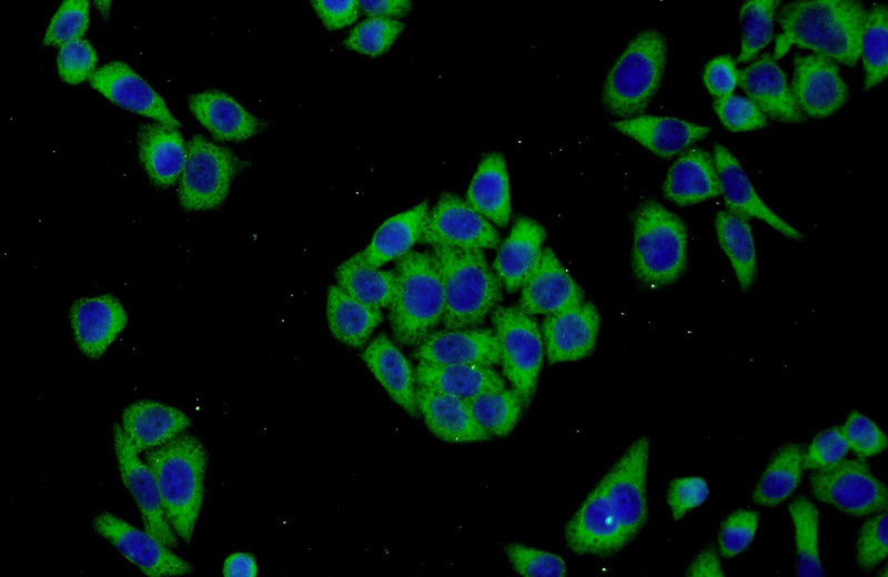 Immunofluorescent analysis of L02 cells using Catalog No:112334(LRRC47 Antibody) at dilution of 1:50 and Alexa Fluor 488-congugated AffiniPure Goat Anti-Rabbit IgG(H+L)