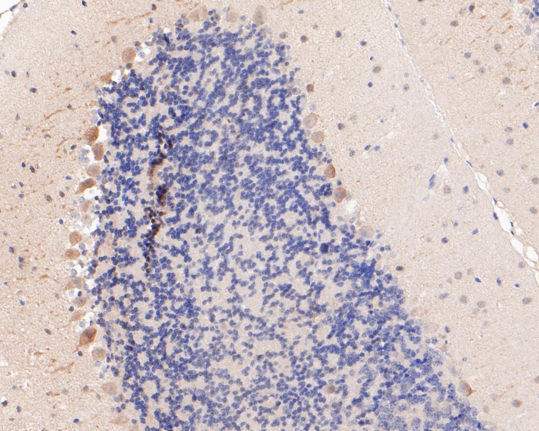 Fig2:; Immunohistochemical analysis of paraffin-embedded mouse cerebellum tissue using anti-MyT1L antibody. The section was pre-treated using heat mediated antigen retrieval with sodium citrate buffer (pH 6.0) for 20 minutes. The tissues were blocked in 5% BSA for 30 minutes at room temperature, washed with ddH; 2; O and PBS, and then probed with the primary antibody ( 1/400) for 30 minutes at room temperature. The detection was performed using an HRP conjugated compact polymer system. DAB was used as the chromogen. Tissues were counterstained with hematoxylin and mounted with DPX.