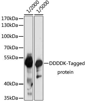 Western blot - Mouse anti DDDDK-Tag mAb 