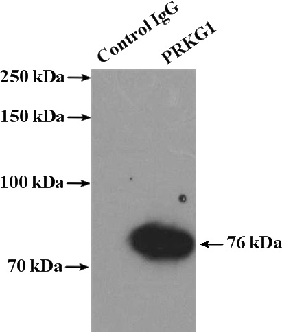 IP Result of anti-PRKG1 (IP:Catalog No:114202, 4ug; Detection:Catalog No:114202 1:600) with mouse brain tissue lysate 4000ug.