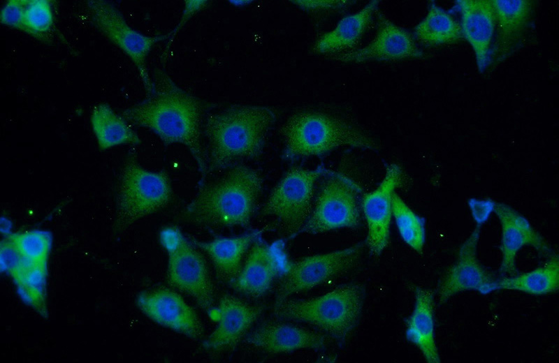Immunofluorescent analysis of SH-SY5Y cells using Catalog No:110681(FKBP8 Antibody) at dilution of 1:25 and Alexa Fluor 488-congugated AffiniPure Goat Anti-Rabbit IgG(H+L)