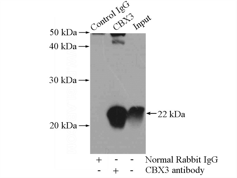 IP Result of anti-CBX3 (IP:Catalog No:108945, 4ug; Detection:Catalog No:108945 1:500) with mouse spleen tissue lysate 4000ug.