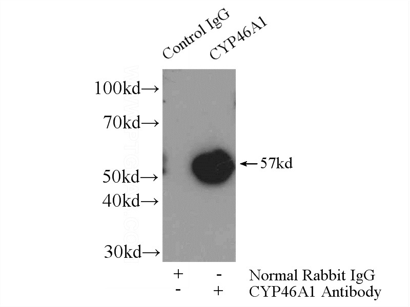 IP Result of anti-CYP46A1 (IP:Catalog No:109702, 4ug; Detection:Catalog No:109702 1:500) with mouse brain tissue lysate 3200ug.