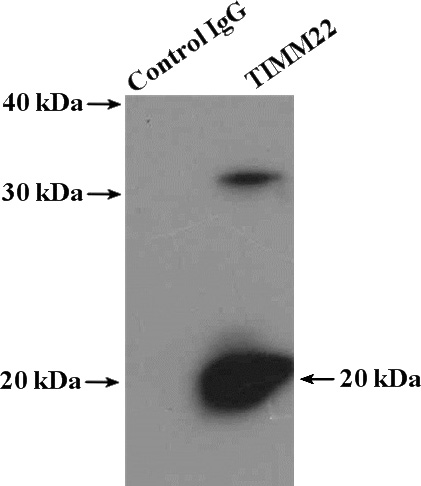 IP Result of anti-TIMM22 (IP:Catalog No:116126, 4ug; Detection:Catalog No:116126 1:1000) with mouse liver tissue lysate 4000ug.