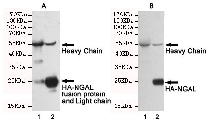 Immunoprecipitation analysis of CHO-K1 cell lysates transfected with HA-tagged NGAL using HA-Tag Rabbit pAb (390001,1:100 diluted) (lane 2). Lane 1 contains rabbit IgG IP control lysate. All lanes are probed with HA-Tag Rabbit pAb (390001,1:1000 diluted) as the primary antibody. Panel A incubated with secondary antibodies Anti-Rabbit whole IgG, HRP-linked Antibody for detecting.Panel B incubated with Anti-Rabbit IgG (Heavy-Chain Specific) mAb(1:50000 diluted) and the Anti-mouse whole IgG, HRP-linked Antibody was used for detecting.