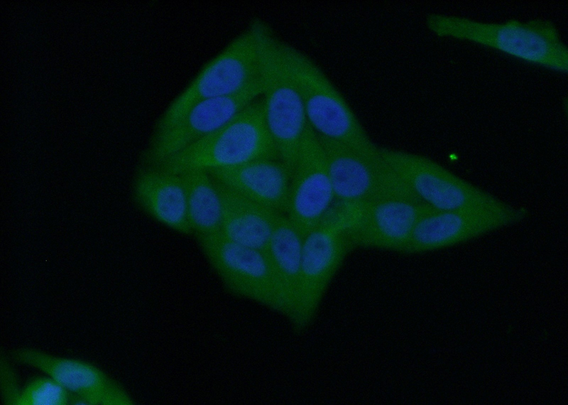 Immunofluorescent analysis of (10% Formaldehyde) fixed HepG2 cells using Catalog No:113258(NNMT Antibody) at dilution of 1:50 and Alexa Fluor 488-congugated AffiniPure Goat Anti-Rabbit IgG(H+L)