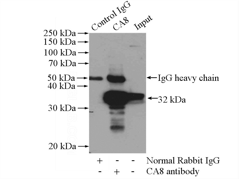 IP Result of anti-CA8 (IP:Catalog No:108752, 4ug; Detection:Catalog No:108752 1:1000) with mouse brain tissue lysate 4000ug.