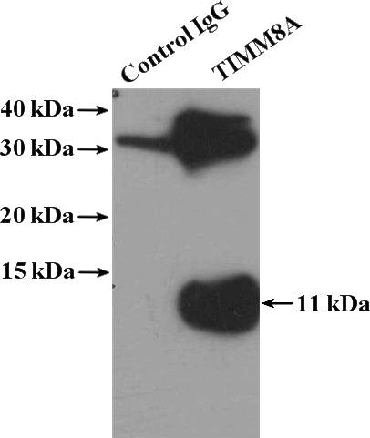 IP Result of anti-TIMM8A (IP:Catalog No:116135, 4ug; Detection:Catalog No:116135 1:500) with mouse testis tissue lysate 4000ug.
