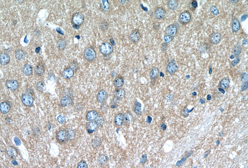 Immunohistochemistry of paraffin-embedded mouse brain tissue slide using Catalog No:108315(ATP6V1G2 Antibody) at dilution of 1:50 (under 40x lens)