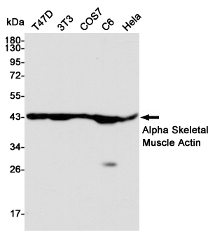 Western blot detection of Alpha Skeletal Muscle Actin in T47D,3T3,COS7,C6 and Hela cell lysates using Alpha Skeletal Muscle Actin mouse mAb (1:10000 diluted).Predicted band size:42KDa.Observed band size:42KDa.