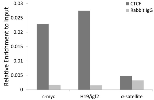 Chromatin Immunoprecipitation - CTCF Polyclonal Antibody 