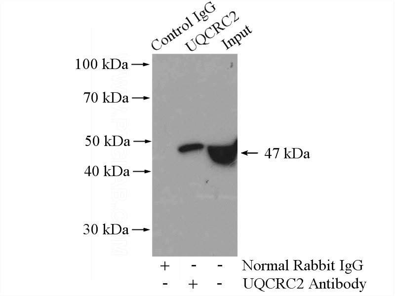IP Result of anti-UQCRC2 (IP:Catalog No:116636, 4ug; Detection:Catalog No:116636 1:1000) with mouse brain tissue lysate 4000ug.